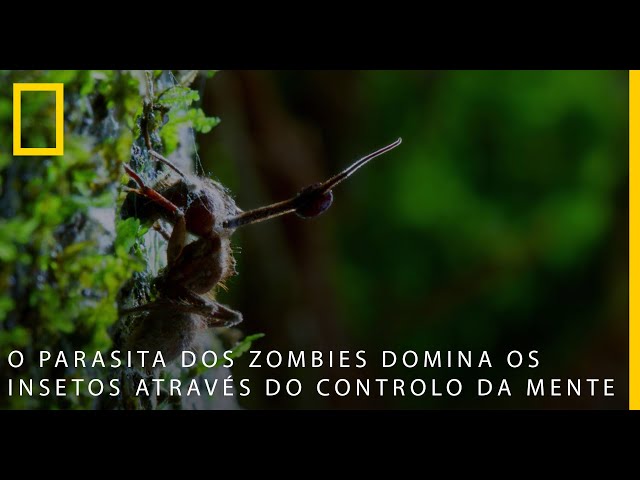 The Zombie Parasite Rules the Insects |  National Geographic Portugal