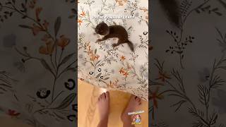 The World’s Most Unhinged Weasel