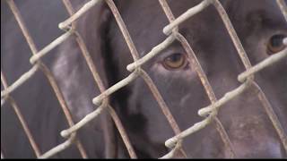 Shelter in Jones Co. faces backlash after alleged abuse