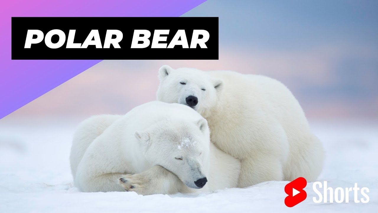 Polar Bear 🐻‍❄️ One Of The Cutest and Dangerous Animals In The World #shorts