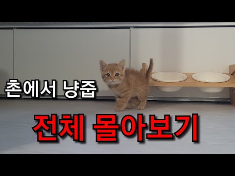 배수구에 갖힌 새끼고양이를 주워왔습니다