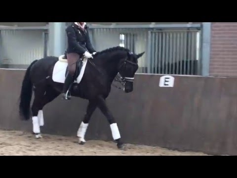 *SOLD* 2006 KWPN Gelding - FEI Talent For Professional or Amateur