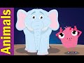 Animals Actions Song | Movement Song for Children | Fun Kids English