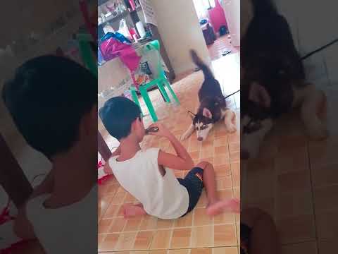 Singing dog|Kobe the Alusky|malamute x husky