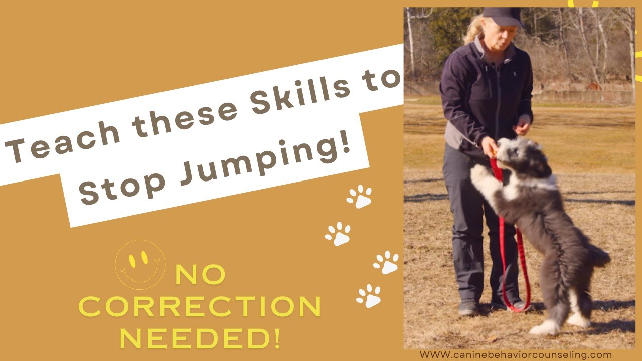 How to Stop Jumping on People