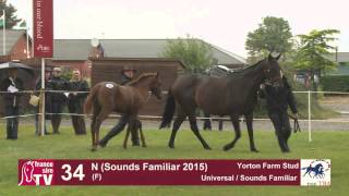 Universal x Sounds Familiar 2016 at TBA Stars of Tomorrow Foal Show