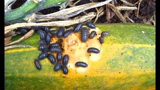 Sowbugs & Pillbugs How To Protect Vegetable Garden Plants-Easy DIY Fix Raised Beds Container Garden