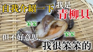 【初次見面我是青柳貝】自己也覺得我很笨　壽司店常用青柳貝很有趣的故事　不用擔心，把它吃也不會變笨￼