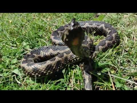 vipera ammodytes - poskok