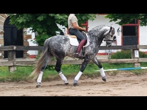 Spanish horse for Sale | Friendly Andalusian PRE Gelding 2016 (#MP553)