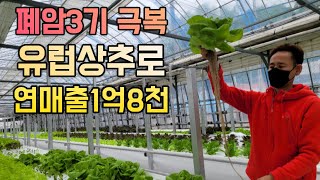 1년 9번 유럽상추 90000개 수확, 300평 하우스를 만든 남자