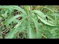 Buva ou Piolho-de-urubu a planta que combate Pano-branco(micose)