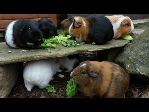 What To Feed a Guinea Pig | Q&A