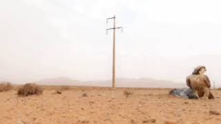 Trapping Falcon in the Middle East