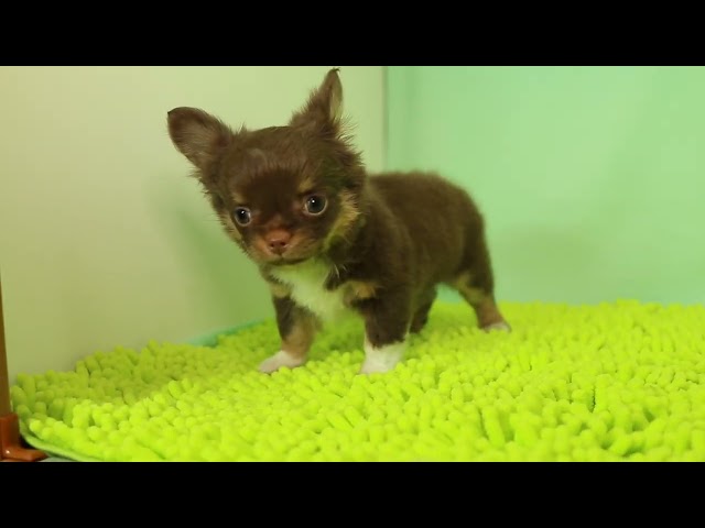 ブリーダー/ショップマロニエケンネル MARRONNIER KENNELのチワワ・ロングコートで番号が3034です