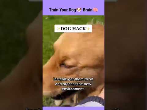 Train Your Dog🐶 Perfectly | Dog Training Tips | Cute Dogs Videos | Pets #shorts