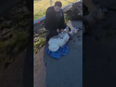 FEROZ PERSECUCIÓN EN MORÓN I Detuvieron a un hombre acusado de organizar entraderas