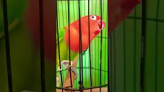 Download lagu Pancingan lovebird Biola Mentil mp3 Download lagu Pancingan lovebird Biola Mentil mp3