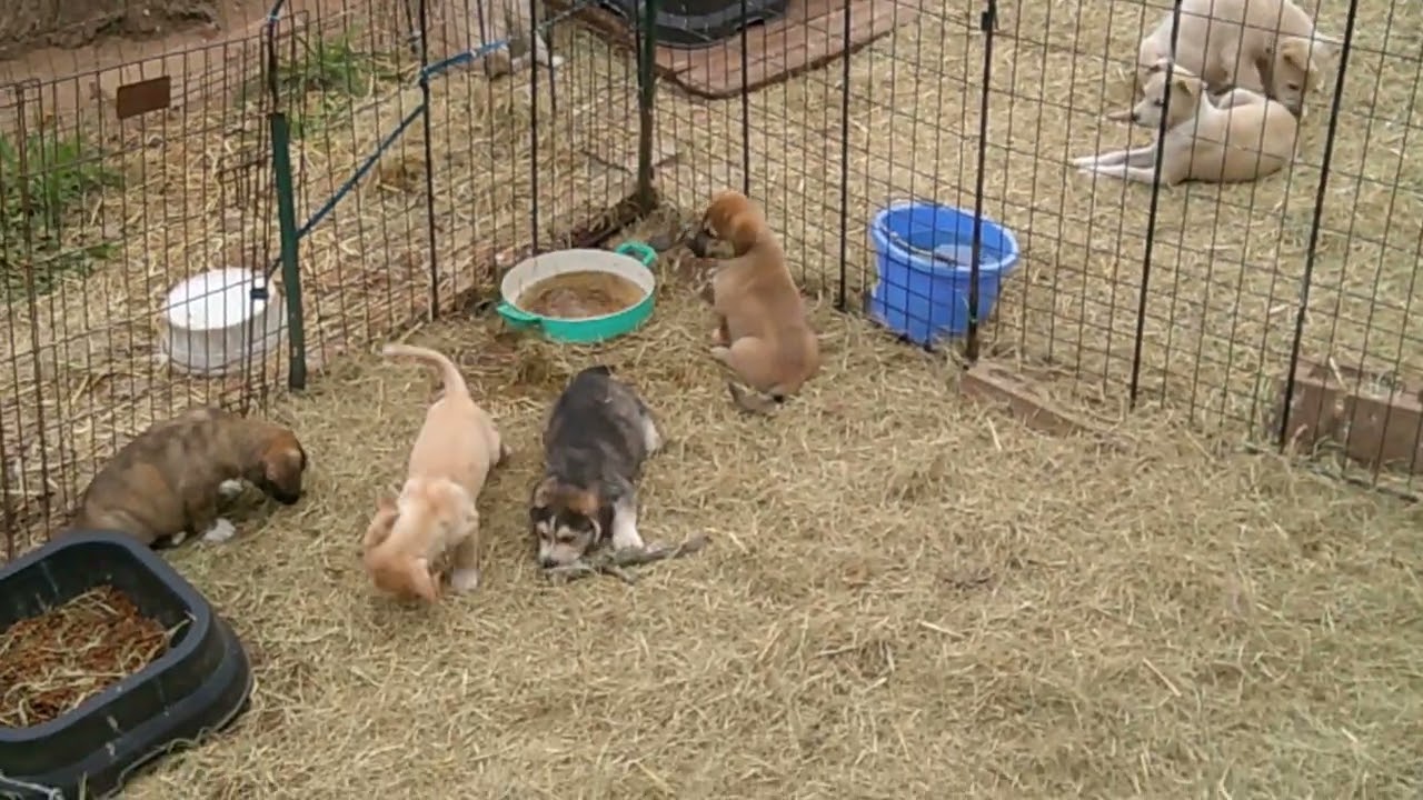 Enlarge Goldie, a ADOPTABLE mixed breed in Olympia, WA video 3/3