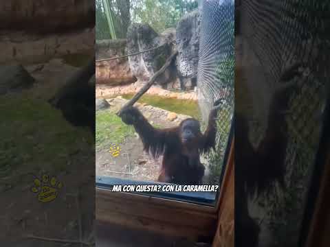 La scimmia e la caramella 🦧 #shorts