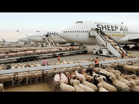 Inside the Livestock Export Factory – Exporting Millions of Sheep, Pigs & Cattle by Air Full Process