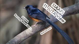 Download lagu Suara Murai Mp3 - Download Suara Burung Murai Batu Asli Hutan Borneo Durasi Panjang Untuk Pikat! mp3 Download lagu Suara Murai Mp3 - Download Suara Burung Murai Batu Asli Hutan Borneo Durasi Panjang Untuk Pikat! mp3