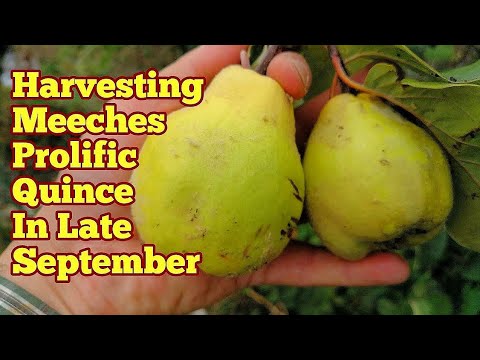 Ernte der Quittensorte Meeches produktiv Ende September/Kleingarten und Obstgarten ohne Graben