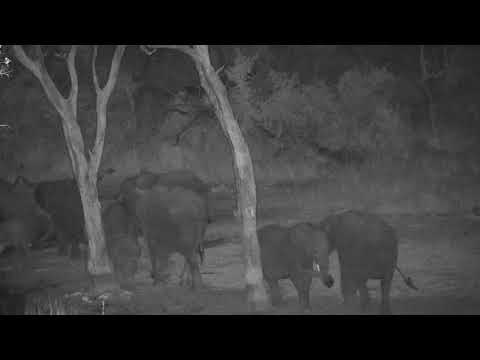 Djuma: Elephants come for a midnight drink and wallow in the mud - 00:23 - 08/10/20