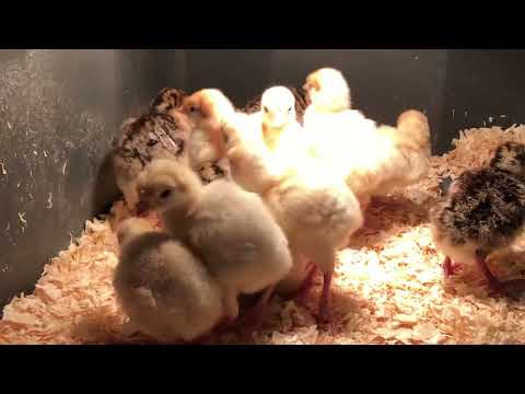 Baby turkeys gobbling