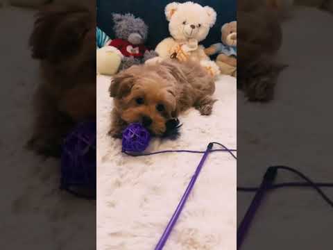 Maltipoo Welpe kaufen
