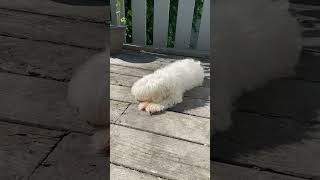 # 小狗媽 Diamond- 鍾意曬太陽 😁😁❤️❤️🐶🐶🌈🌈 Diamond mommy doggy … love to have a sun bath 🐶🐶❤️❤️😬😬