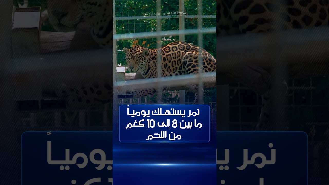 فيديو | نمر  في حديقة حيوانات السليمانية يستهلك يومياً ما بين 8 إلى 10 كيلوغرامات من اللحم