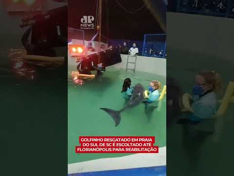 Golfinho resgatado em praia do sul de SC é escoltado até Florianópolis para reabilitação