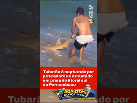 Tubarão é capturado por pescadores e arrastado em praia do litoral sul de Pernambuco