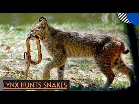 How Lynx Hunting A Big Snake- Animal Fights