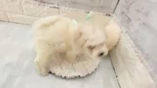 ビションフリーゼの動画01
