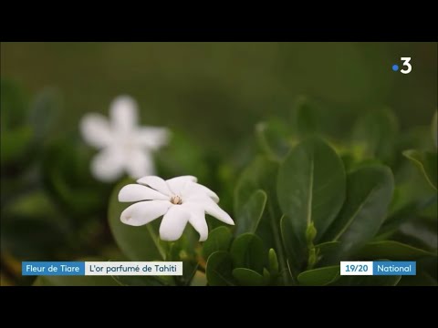 🌺Fleur de Tiare, l'Or Parfumé de Tahiti 🌺