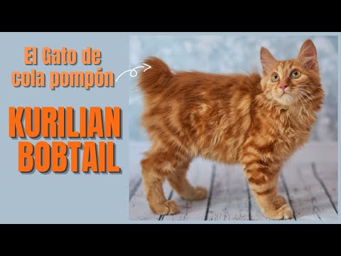 The Kurilian Bobtail Cat 😺 In Detail (english subtitles)