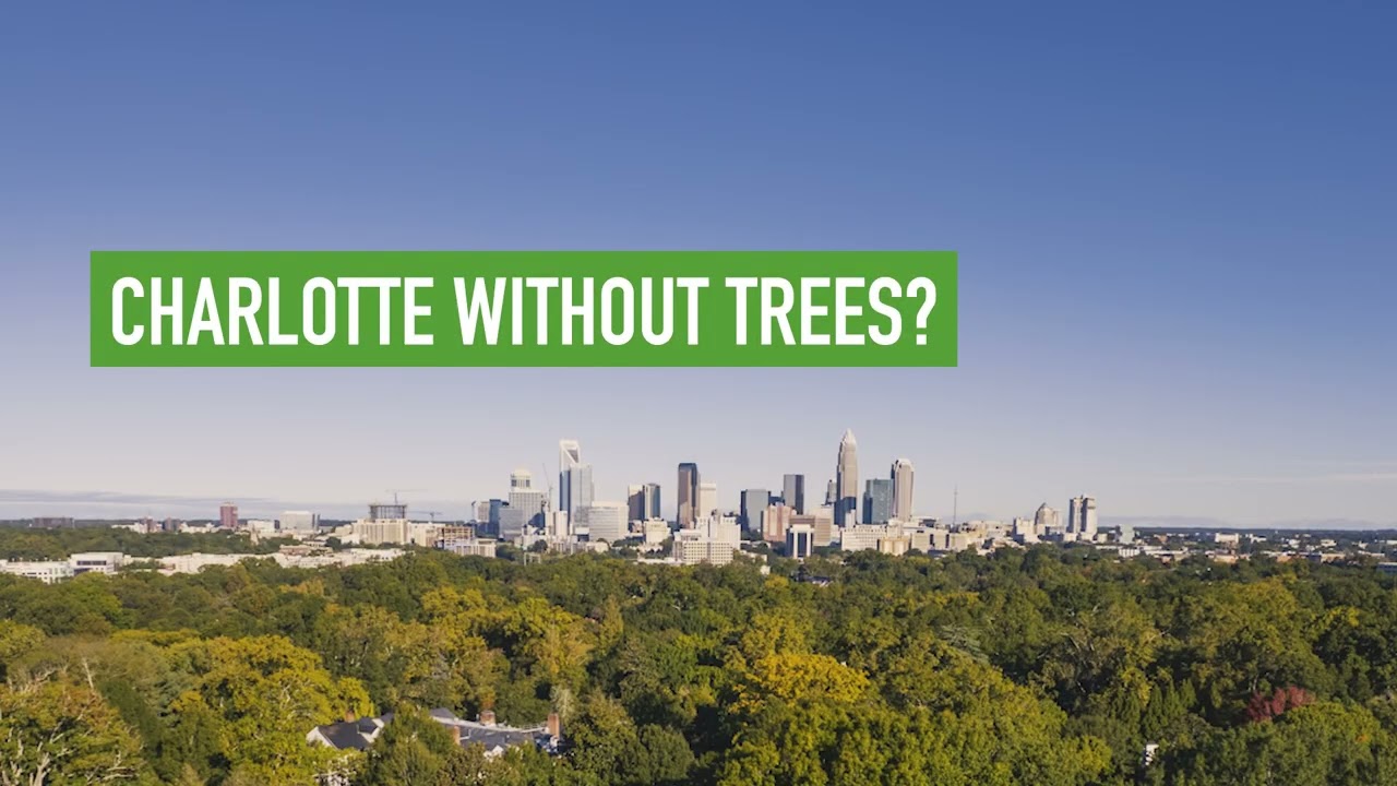 Charlotte Without Trees: Bankers