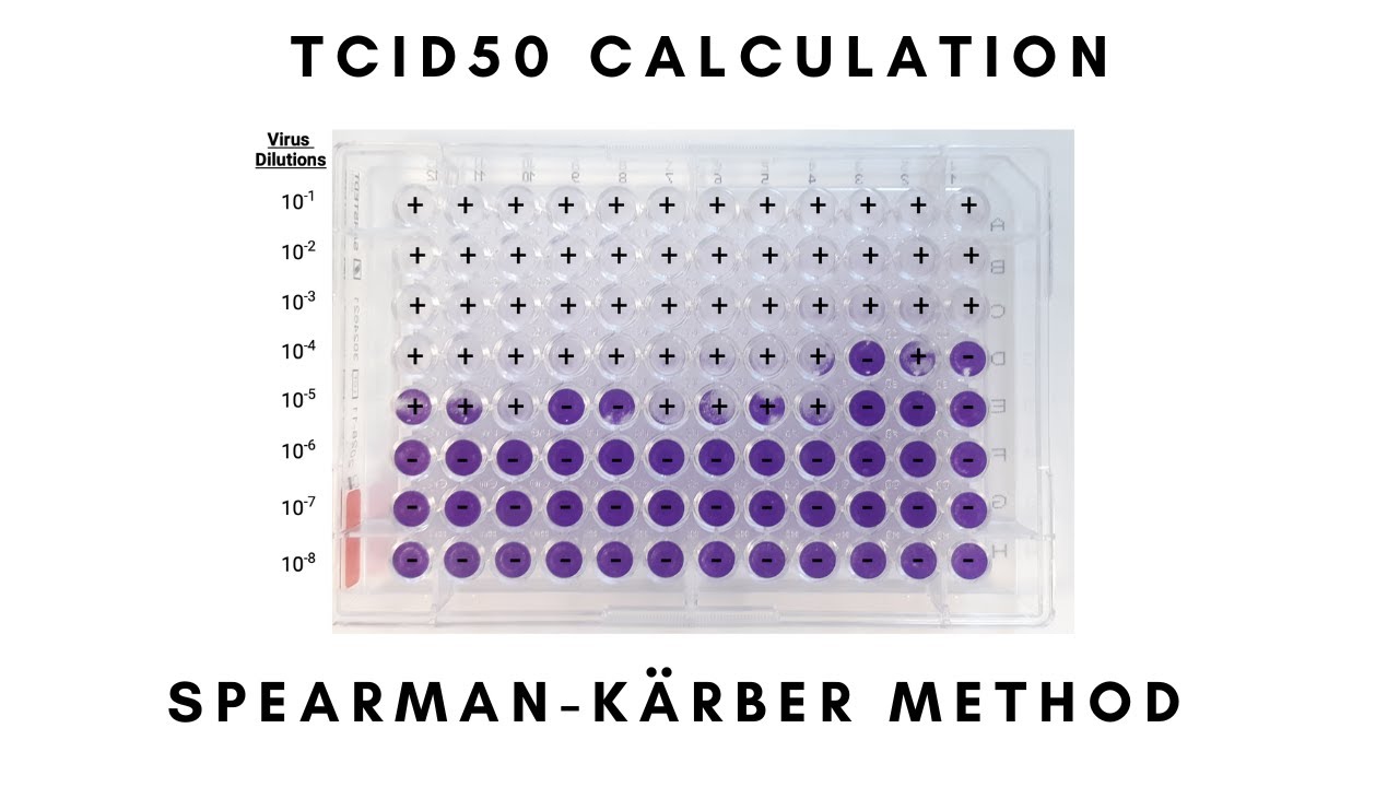 TCID50 Calculation Step-by-Step: Spearman-Kärber  Method Tutorial