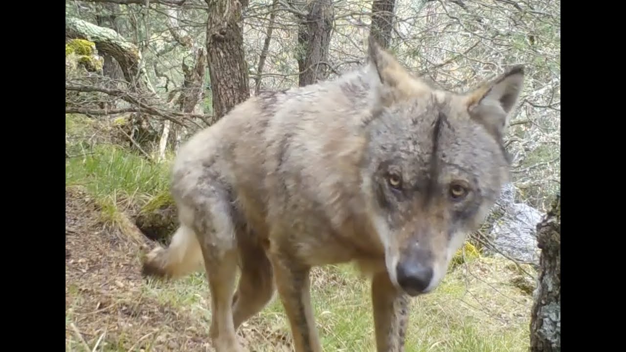 Denis Follenbach : " Je ne pense pas qu'il y ait une chance que les loups attaquent l'homme ! "