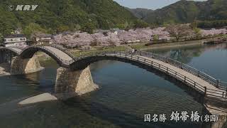 錦帯橋　日本さくら名所100選