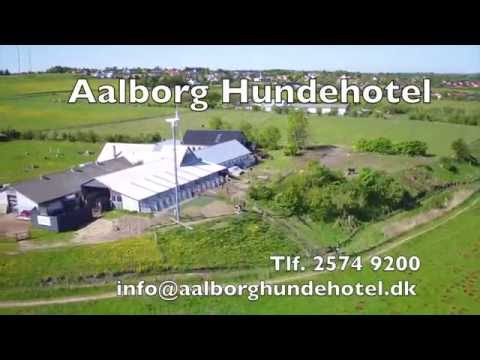 download lagu mp3 mp4 Hundepension Aalborg, download lagu Hundepension Aalborg gratis, unduh video klip Hundepension Aalborg