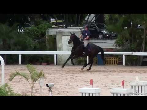 Buena Vista Quinara - prova interna SHB. 05/10/2013.