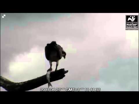 Who's eating fish on perch and drops a bit - Dyfi Osprey Project