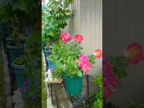 園芸 キャンディブッシュ