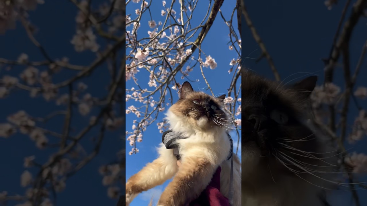 Cherry blossoms in southern hemisphere 🌸🌏#cat #ragdoll #kitten #catlover #flowers #sakura