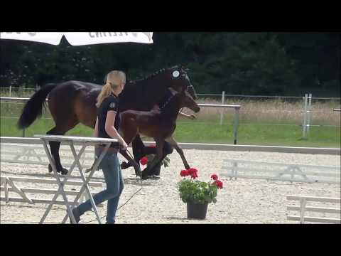 *2017 Stutfohlen von Fürst Larino - Quaterback