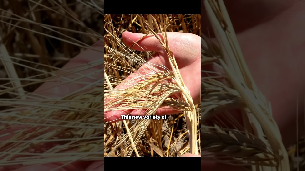 Architect of #greenrevolution: #NormanBorlaug - Meet the #innovator