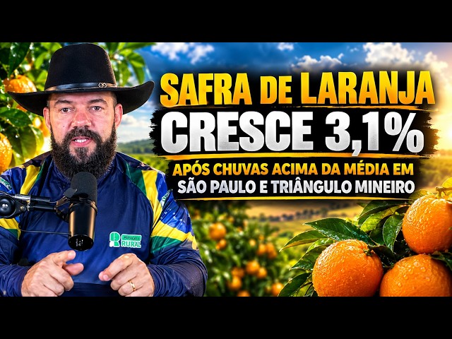 Safra de laranja cresce 3,1% após chuvas acima da média em São Paulo e Triângulo Mineiro.